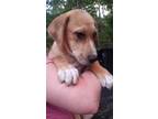Adopt Clay a Tan/Yellow/Fawn Labrador Retriever / Mixed dog in Spring