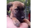 Adopt Roger a Tan/Yellow/Fawn Labrador Retriever / Mixed dog in Spring