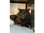 Adopt Muamba a Domestic Mediumhair / Mixed cat in Edmonton, AB (41444130)