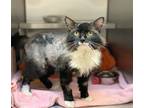 Adopt Armani a Domestic Longhair / Mixed cat in Edmonton, AB (41451607)