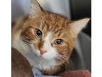 Adopt Almond a Domestic Shorthair / Mixed cat in Edmonton, AB (41421839)