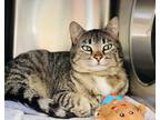 Adopt Katalina a Domestic Shorthair / Mixed cat in Edmonton, AB (41421837)