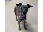 Adopt SOL a Whippet