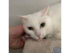 Adopt NANCY DREW a Domestic Short Hair