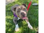 Adopt ADA a Pit Bull Terrier, Mixed Breed