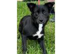 Adopt Wrenley a Cattle Dog, Mixed Breed