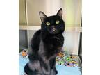 Adopt Ashley a Domestic Shorthair / Mixed cat in Edmonton, AB (41441316)