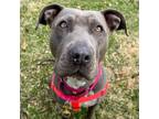 Adopt Paige a Pit Bull Terrier