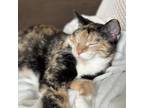 Adopt Marble a Domestic Short Hair