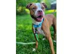 Adopt Strawberry Shortcake a Boxer, Pit Bull Terrier