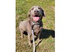 Adopt Sylvia a Labrador Retriever