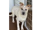 Adopt Karlie a Cattle Dog, Mixed Breed