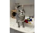 Adopt Tinkerbell a Domestic Short Hair