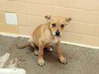 Adopt KRISPIE a Mixed Breed