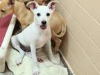 Adopt MOONPIE a Mixed Breed