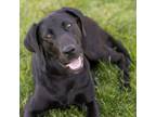 Adopt Carolyn a Black Labrador Retriever