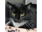 Adopt Sweetie a Domestic Medium Hair