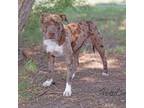 Adopt Cookie a Pit Bull Terrier, Catahoula Leopard Dog
