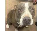 Adopt Pookie a Pit Bull Terrier