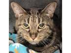 Adopt Princess a Domestic Short Hair