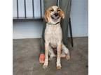 Adopt Floppy a Hound