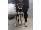 Adopt A170360 a German Shepherd Dog