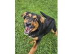 Adopt Fergus a German Shepherd Dog / Mixed dog in Lancaster, OH (41366951)
