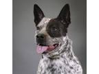 Adopt Lydia a Australian Cattle Dog / Blue Heeler