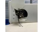 Adopt Feral Traci a Domestic Short Hair