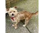 Adopt Al Mee a Yorkshire Terrier