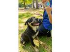 Adopt TATER a Black Mouth Cur, Mixed Breed