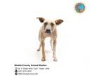 Adopt SHAMBU a Black Mouth Cur, Mixed Breed