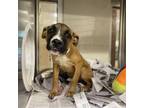 Adopt Marietta a Boxer