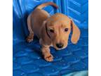 Dachshund Puppy for sale in Casa Grande, AZ, USA