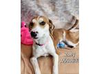 Adopt ZOEY a Mixed Breed