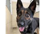 Adopt Morticia a German Shepherd Dog