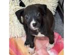 Adopt Skye a Dachshund, Pit Bull Terrier