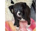 Adopt Skye a Pit Bull Terrier, Dachshund