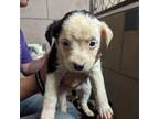 Adopt Scarlett a Dachshund, Pit Bull Terrier