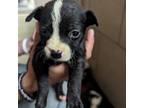 Adopt Ophelia a Pit Bull Terrier, Dachshund