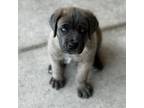 Cane Corso Puppy for sale in Crystal River, FL, USA