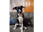 Adopt Lucy a Border Collie