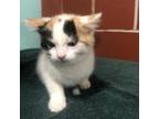 Adopt (FTA) Oakley a Domestic Medium Hair