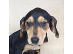 Adopt Possum a Coonhound