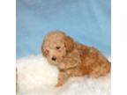 Poodle (Toy) Puppy for sale in Warrensburg, MO, USA