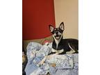 Adopt Jonni a Siberian Husky, Mixed Breed