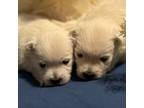 West Highland White Terrier Puppy for sale in Memphis, TN, USA