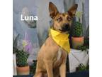 Adopt Luna a Shepherd