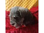 Schnauzer (Miniature) Puppy for sale in Ogema, MN, USA