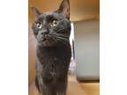 Adopt Sweet Baby Pepper a Domestic Short Hair